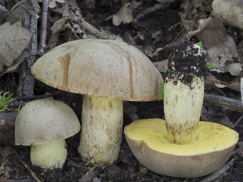 Hemileccinum impolitum